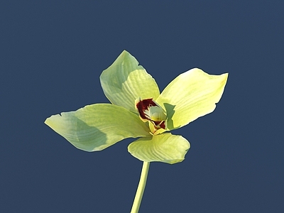 花 花 野花