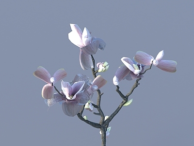 花 花 野花