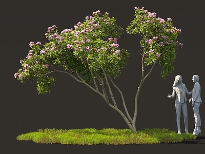 景观树 花境花树 树池