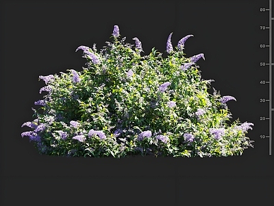 其他绿植 花草 绿植