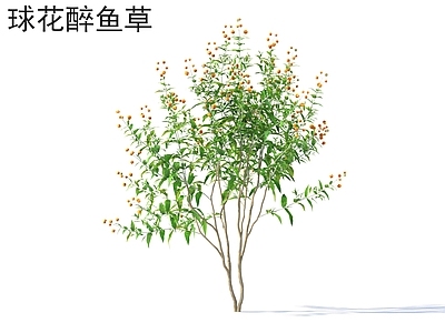 花 球花醉鱼草 花草