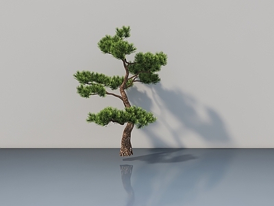 其他绿植 小树 发财树