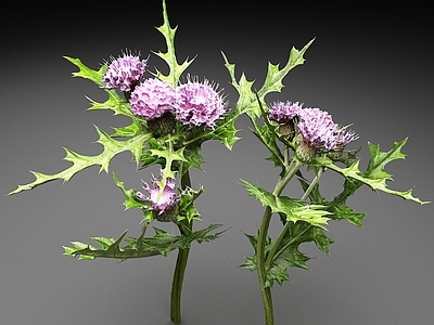 花草组合 大蓟 雷公菜 鸡婆刺 植物 花卉