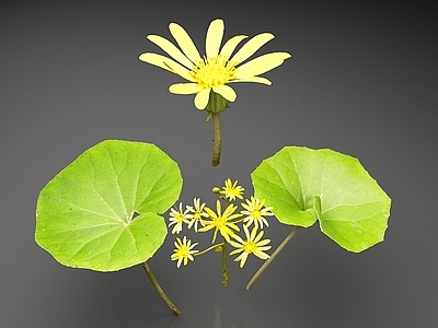 花草组合 大吴风草 独角莲 一叶莲 八角乌