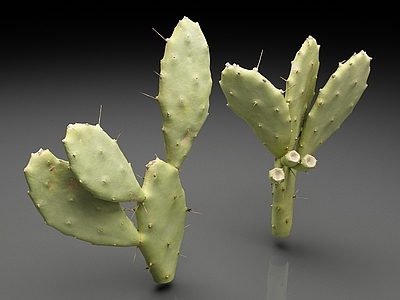 其他绿植 仙人掌 植物 沙漠植物