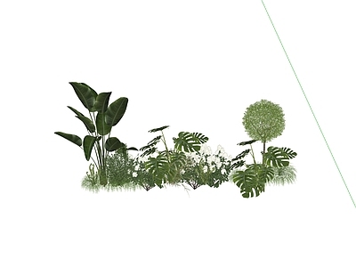 植物组合 热带植物