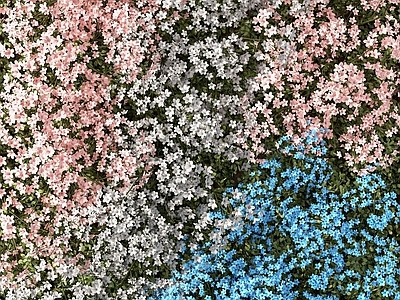 绿植墙