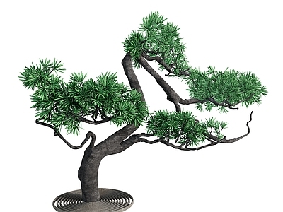 植物组合 树木 景观树 罗汉松