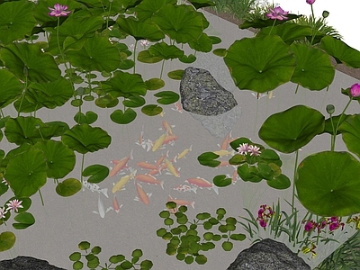 水生植物 荷花池塘 观赏鱼 水生植物 荷花锦鲤池