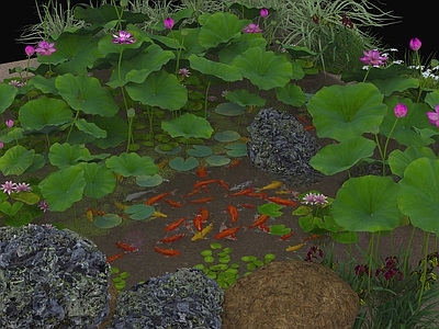 水生植物 荷花池塘 观赏鱼 水生植物 荷花锦鲤池