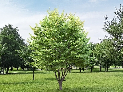 景观树 现代景观树 户外绿植