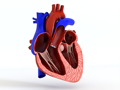 医疗器材 心脏心室心房 左心房右心房 内脏人体结构 人体内脏人体器 医用心脏系统