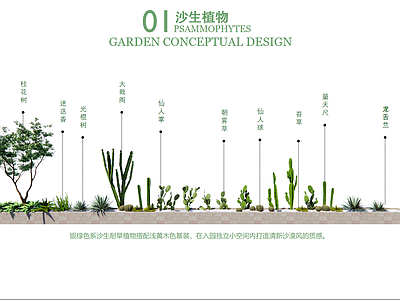 植物组合 沙生 造景 绿色 自然风 仙人掌球