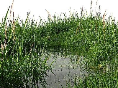 水生植物 现代湿地 草地湿地 滨水 湿地生态草地 野外草地 野草