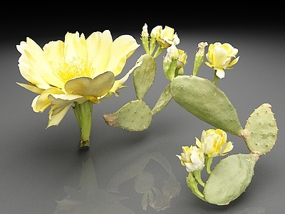 花草组合 仙人掌 仙人掌花 植物 花卉