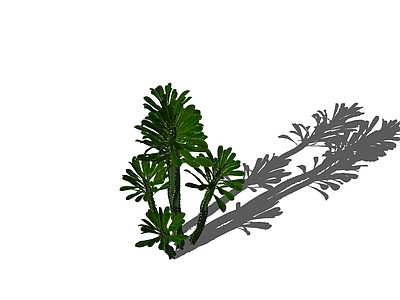 多肉植物 多肉 花箱 霸王鞭 造型