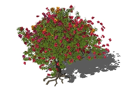 灌木 簕杜鹃 三角梅 花灌木 造型灌木 花箱