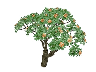 灌木 鸡蛋花 花箱 造型