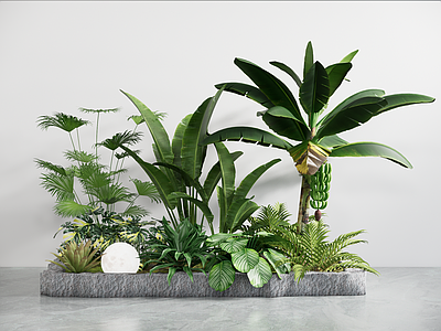 植物组合 热带组合 香蕉树 芭蕉树 堆 树池