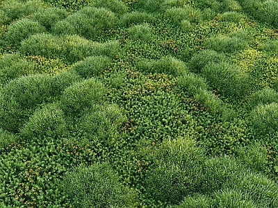 草坪 现代草坪 草地 绿茵 花草