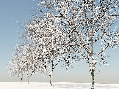 景观树 冬季雪景植物 积雪树 松树 乔木