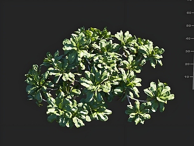 其他绿植 细叶水草 绿化