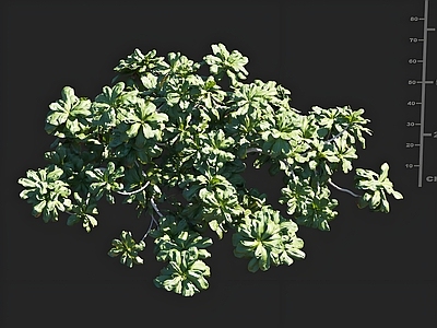 其他绿植 细叶水草 草