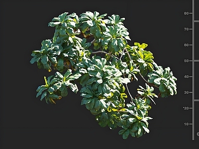 其他绿植 细叶水草 花草