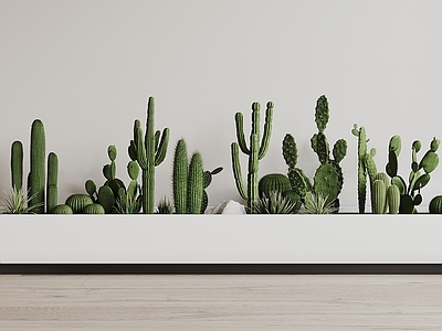 植物组合 现代堆 仙人掌