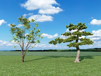 乔木 松树 乔木 石榴树 景观树 行道树