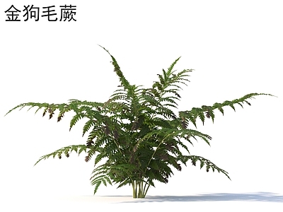 草 金狗毛蕨 花草灌