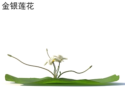 花 金银莲花 花草