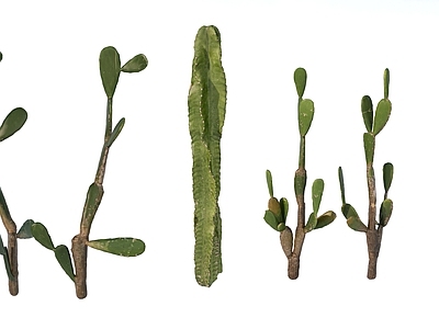其他绿植 仙人掌组合 植物景观