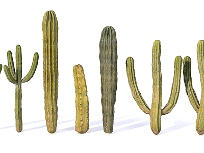 其他绿植 仙人掌组合 植物景观 五种仙人掌