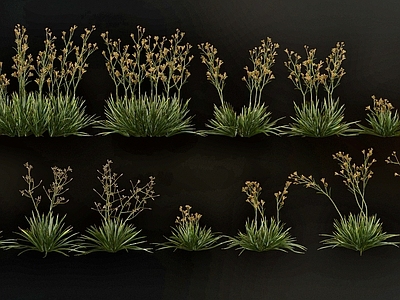 花草组合 现代 花草组合 灌木植物组合 自然