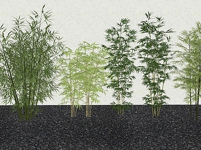 竹子 竹子 植物