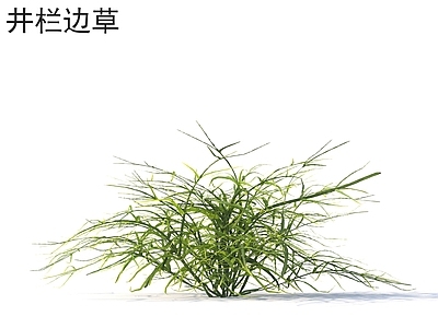 草 井栏边草 花草灌