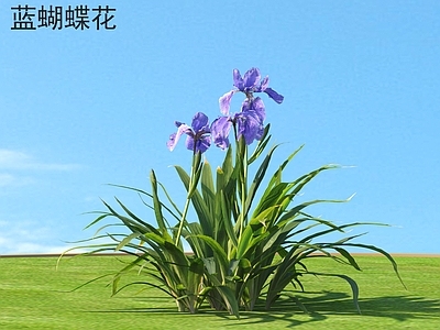 花 蓝蝴蝶花 花草灌