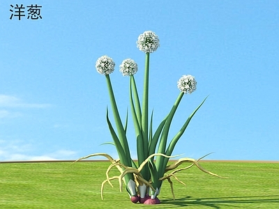 农作物 洋葱 蔬菜 植物