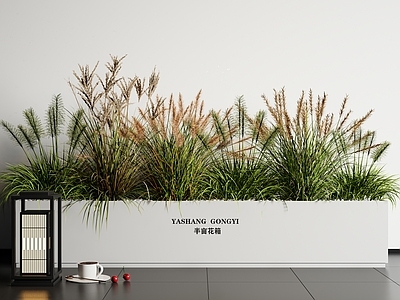 花草组合 植物组合 绿植盆栽 芦苇 狗尾巴草