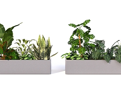 植物组合 花池花箱绿值组合