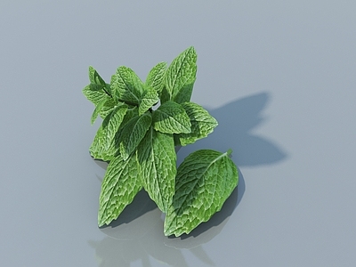 其他绿植 薄荷叶 夜息香 薄荷