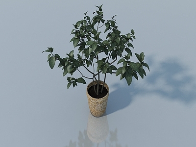 其他绿植 花盆 小树