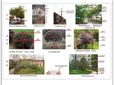 现代综合植物图库 植物种植说明 种植说明 施工图