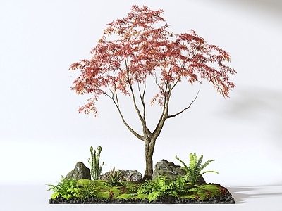 植物组合 红枫景观树 植物组合