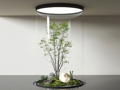 植物组合 室内造景 组合