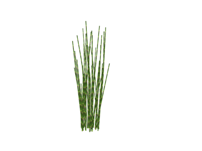 水生植物 3d植物木贼