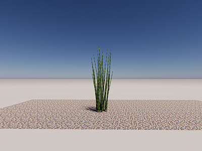 水生植物 3d植物木贼