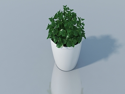 其他绿植 柠檬香蜂草