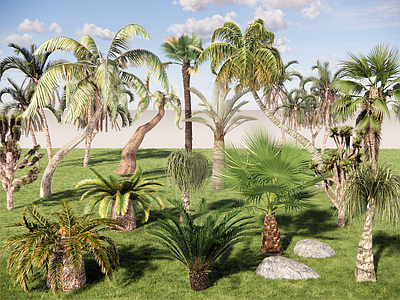植物组合 棕榈组合 热带组合 阔叶